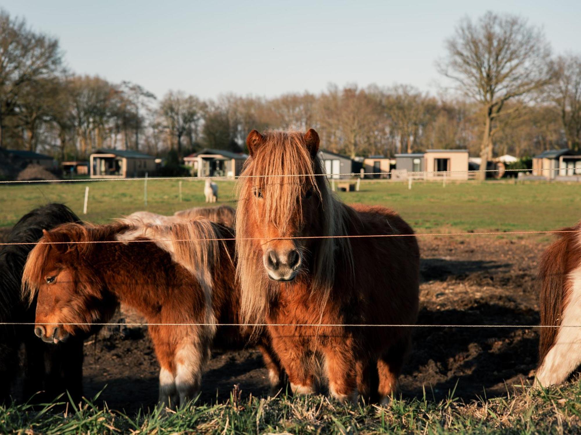 Chalet Nieuwe Luxe Met Weidezicht - Bij Nationaal Park Drents-friese Wold
