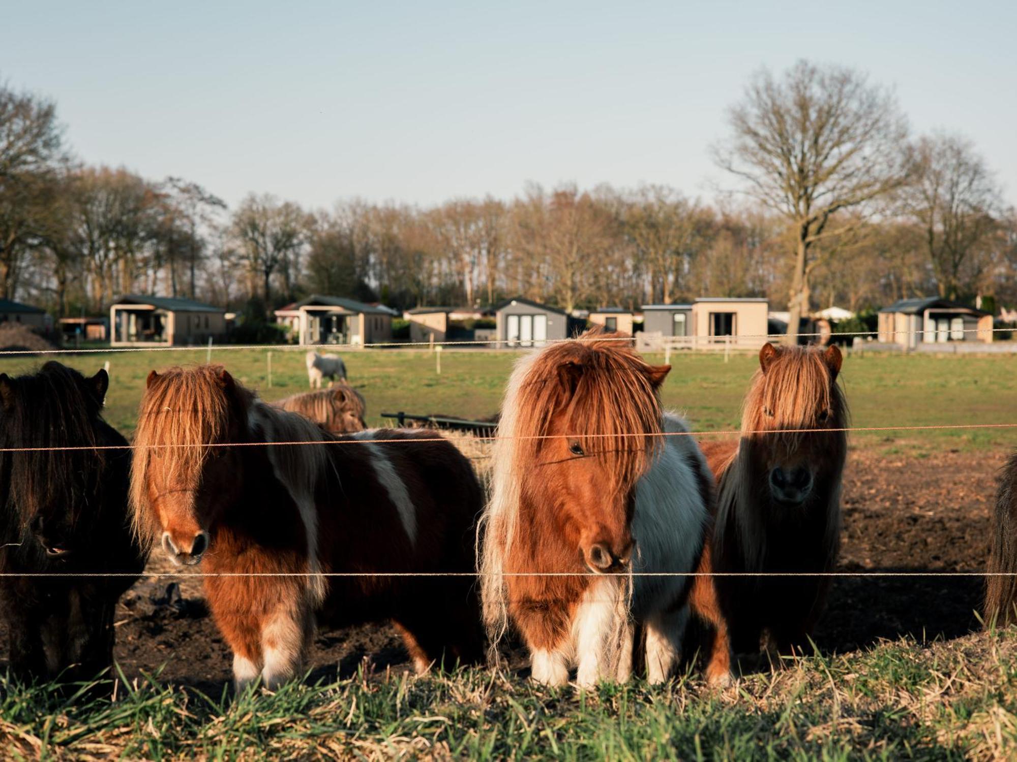 Nieuwe Luxe Met Weidezicht - Bij Nationaal Park Drents-friese Wold Chalet Hoogersmilde